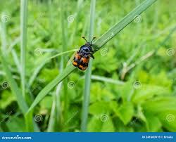 Attēlu rezultāti vaicājumam “Nicrophorus investigator imago”