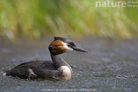 Attēlu rezultāti vaicājumam “Podiceps cristatus adult”