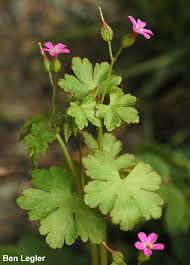 Attēlu rezultāti vaicājumam “Geranium bohemicum leaf”