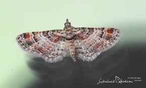 Attēlu rezultāti vaicājumam “Gymnoscelis rufifasciata”