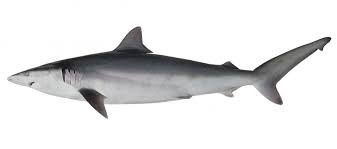 Image result for Carcharhinus acronotus