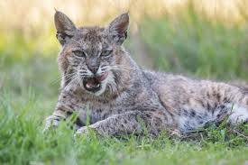 Image result for Ptychocheilus grandis