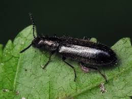 Attēlu rezultāti vaicājumam “Dasytidae”