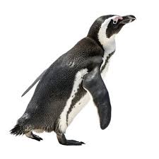 Image result for penguin