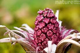 Attēlu rezultāti vaicājumam “Petasites hybridus flower”