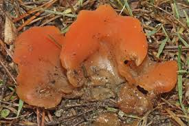 Attēlu rezultāti vaicājumam “Tremiscus helvelloides”