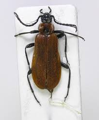 Attēlu rezultāti vaicājumam “Schizotus pectinicornis”