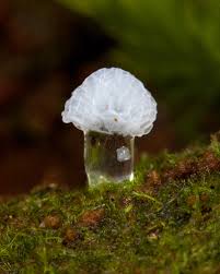 Attēlu rezultāti vaicājumam “Ceratiomyxa morchella stalked”