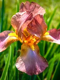 Image result for Iris