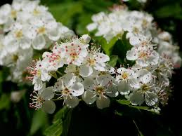 Attēlu rezultāti vaicājumam “Crataegus laevigata flower”