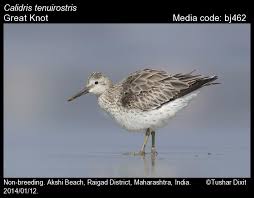 Image result for Calidris tenuirostris