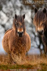 Attēlu rezultāti vaicājumam “Equus ferus caballus”