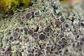 Attēlu rezultāti vaicājumam “Physcia aipolia”