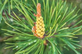 Attēlu rezultāti vaicājumam “Pinus sylvestris male flower”