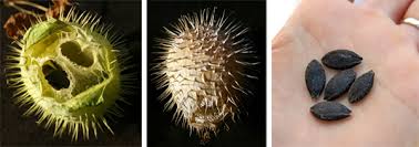 Attēlu rezultāti vaicājumam “Echinocystis lobata fruit”