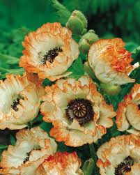 Attēlu rezultāti vaicājumam “Papaver orientale  flower”