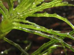 Attēlu rezultāti vaicājumam “Najas minor”