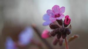 Attēlu rezultāti vaicājumam “Pulmonaria obscura bud”