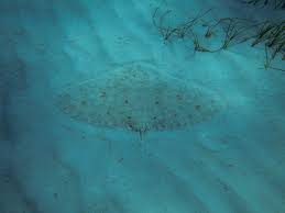 Image result for Gymnura natalensis