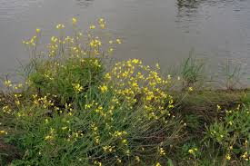 Image result for Diplotaxis tenuifolia