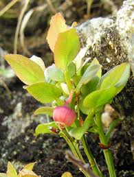 Attēlu rezultāti vaicājumam “Vaccinium myrtillus flower”