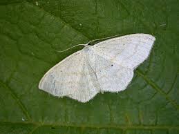 Attēlu rezultāti vaicājumam “Scopula floslactata imago”