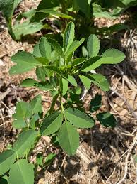 Attēlu rezultāti vaicājumam “Melilotus officinalis leaf”