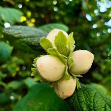 Attēlu rezultāti vaicājumam “Corylus avellana fruit”