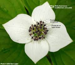 Attēlu rezultāti vaicājumam “Corynephorus canescens flower”