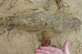 Image result for Platycephalus speculator