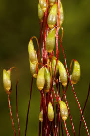 Attēlu rezultāti vaicājumam “Leptobryum pyriforme sporophyte”