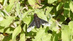 Attēlu rezultāti vaicājumam “Hemipenthes morio”