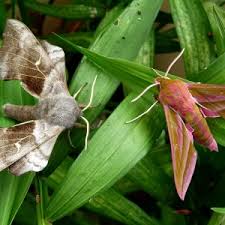 Attēlu rezultāti vaicājumam “Laothoe populi”