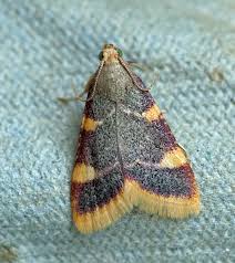 Attēlu rezultāti vaicājumam “Hypsopygia costalis”