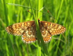 Attēlu rezultāti vaicājumam “Euphydryas maturna larva”