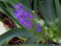 Image result for Consolida ajacis oder Consolida regalis