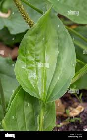 Attēlu rezultāti vaicājumam “Plantago major leaf”