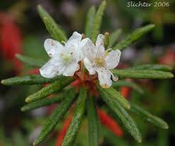 Attēlu rezultāti vaicājumam “Ledum palustre flower”