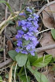 Image result for Ajuga reptans