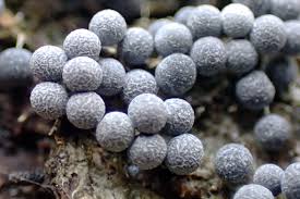 Attēlu rezultāti vaicājumam “Lamproderma echinosporum macro”