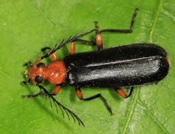 Attēlu rezultāti vaicājumam “Pyrochroidae”