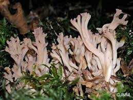 Attēlu rezultāti vaicājumam “Clavulinopsis cinerioides”