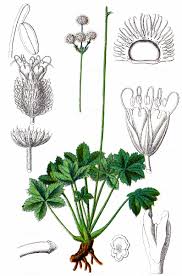 Attēlu rezultāti vaicājumam “Sanicula europaea fruit”