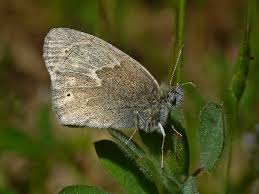 Attēlu rezultāti vaicājumam “Coenonympha tullia”