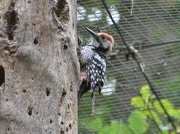 Attēlu rezultāti vaicājumam “Dendrocopos leucotos”