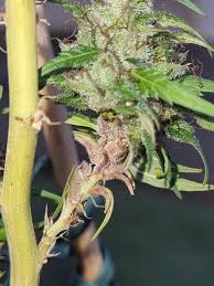 Attēlu rezultāti vaicājumam “Trichia botrytis stalked”