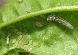 Attēlu rezultāti vaicājumam “Syrphus sp. larva”