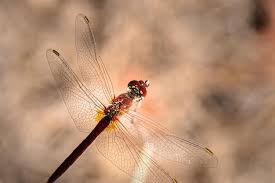 Attēlu rezultāti vaicājumam “Sympetrum sanguineum”