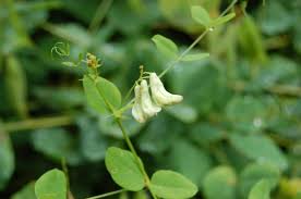 Attēlu rezultāti vaicājumam “Vicia pisiformis”