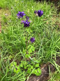 Attēlu rezultāti vaicājumam “Aquilegia vulgaris leaf”